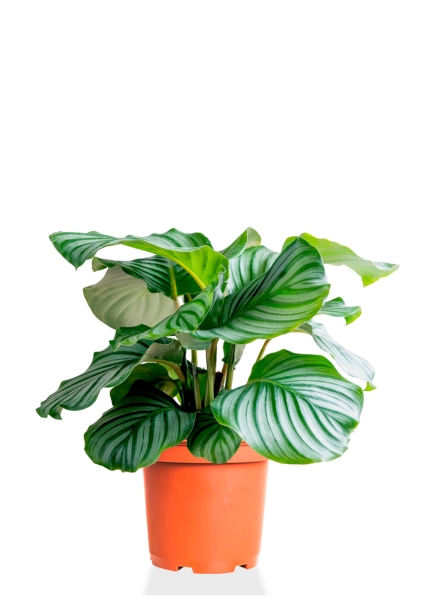 Калатея Орбифолия 15/50 см