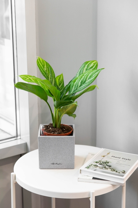 Аглаонема Страйп в CANTO STONE 14