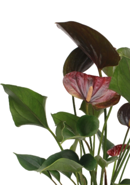 Антуриум Андре шоколадный 12/40 см в CUBE Color 16 Антуриум Андре шоколадный 12/40 см в CUBE Color 16