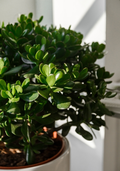 Крассула 32/65 см Крассула 32/65 см