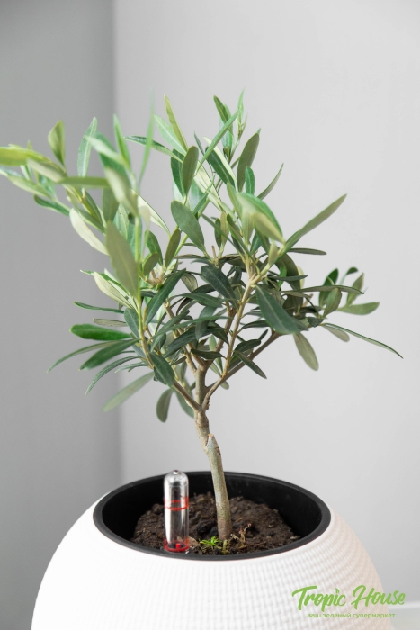 Олива в PURO 20