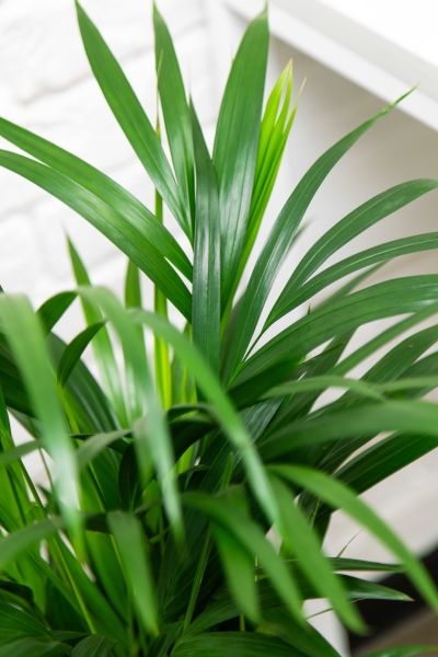 Хризалидокарпус в CUBICO COLOR 22 Хризалидокарпус в CUBICO COLOR 22