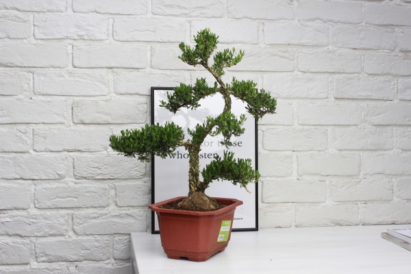 Бонсай Самшит 22/50 см