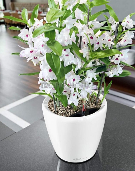 Кашпо LECHUZA CLASSICO LS 21х20 см