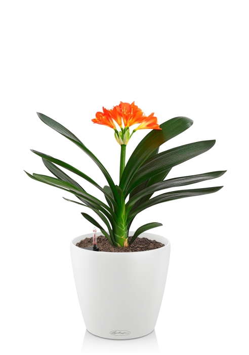 Кливия Оранж 13/50 см в CLASSICO COLOR 18, белый