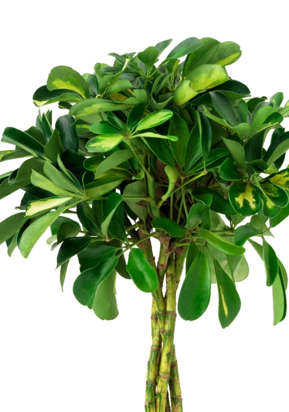 Шеффлера Голд Капелла 21/75 см в CANTO STONE HIGH 30