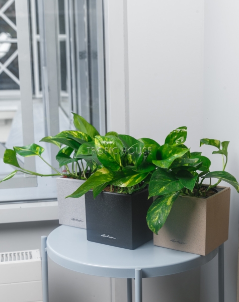 Набор сциндапсусов CANTO STONE 14 Набор сциндапсусов CANTO STONE 14