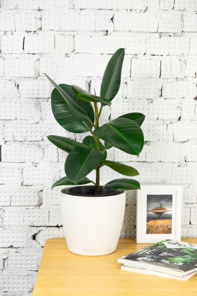 Фикус Эластика Робуста 17/60 см Фикус Эластика Робуста 17/60 см