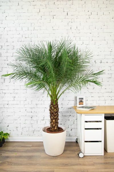 Финиковая пальма Робелини макси 30/160 см