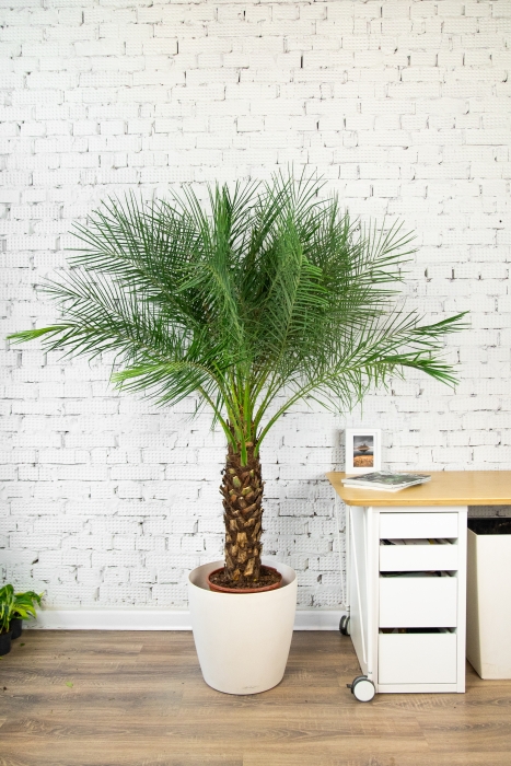 Финиковая пальма Робелини макси 30/160 см