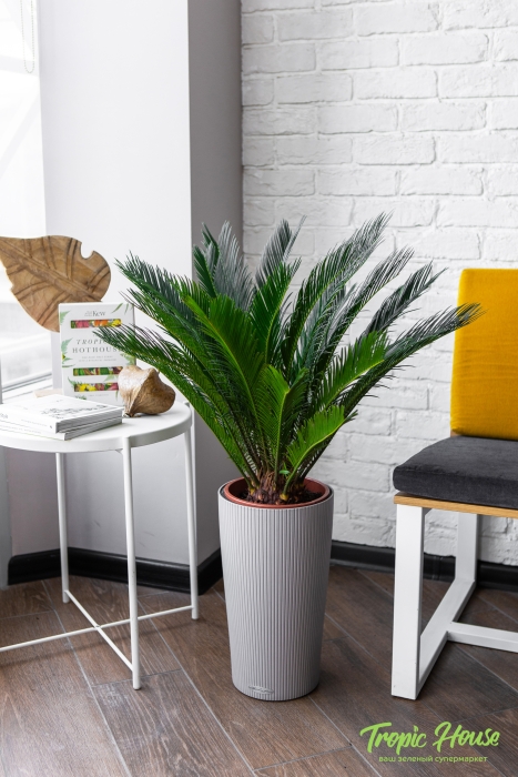 Цикас в CILINDRO 32