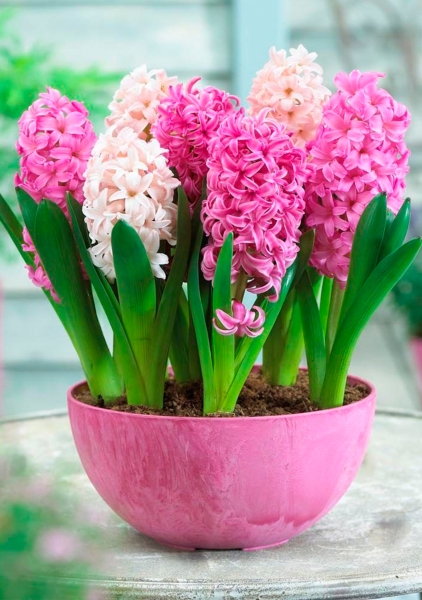 Гиацинт цветной микс 7 см, 1 луковица