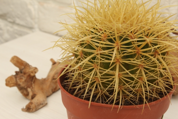 Кактус микс 12 см в CUBE GLOSSY KISS 14