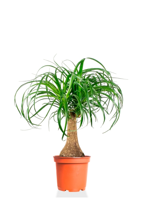 Нолина на стволе 21/70 см