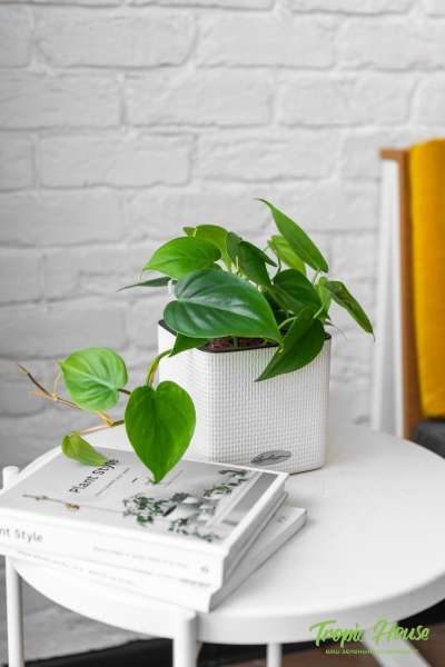 Филодендрон Сканденс 12/20 см в CUBE COLOR 14