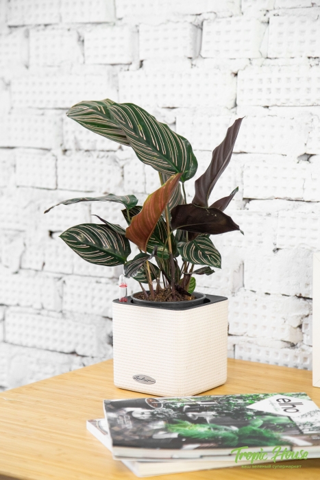 Калатея Сандериана в CUBE COLOR 14