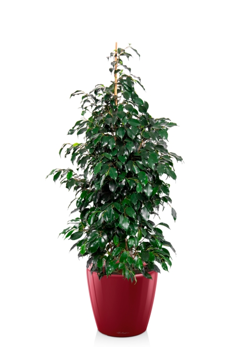 Фикус Бенджамина Даниэль 27/120 см в CLASSICO LS 35