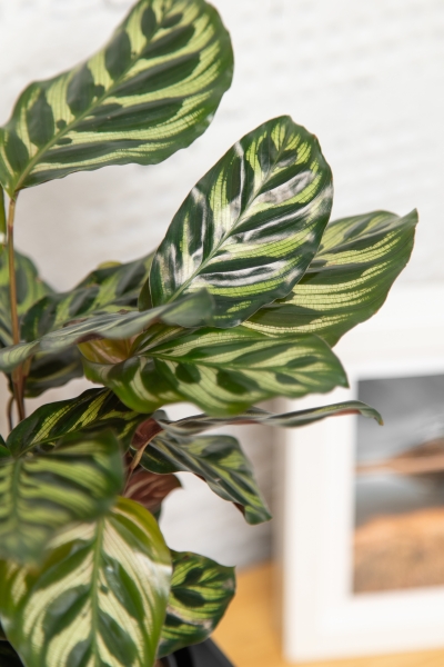 Калатея Макояна 14/45 см в CUBE COLOR 16 Калатея Макояна 14/45 см в CUBE COLOR 16