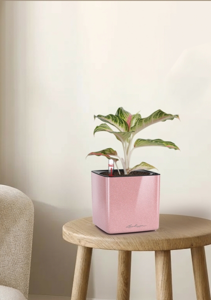 Аглаонема Айкетчер 12/30 см в CUBE Glossy Kiss 14 Аглаонема Айкетчер 12/30 см в CUBE Glossy Kiss 14