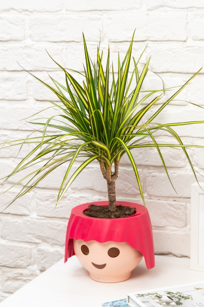 Драцена Маргината Санрей 12/40 см в OJO