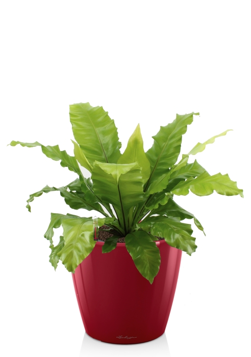 Асплениум Нидус в CLASSICO LS 21, ярко-красный блестящий
