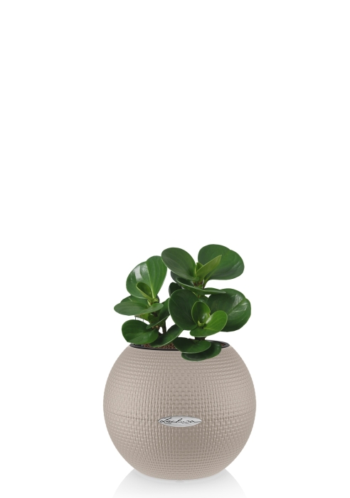 Пеперомия Грин в PURO 20, песочно-коричневый