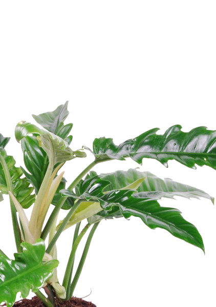 Филодендрон Нарроу 14/30 см в CLASSICO 18