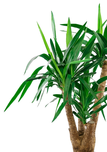 Юкка разветвленная 24/100 см