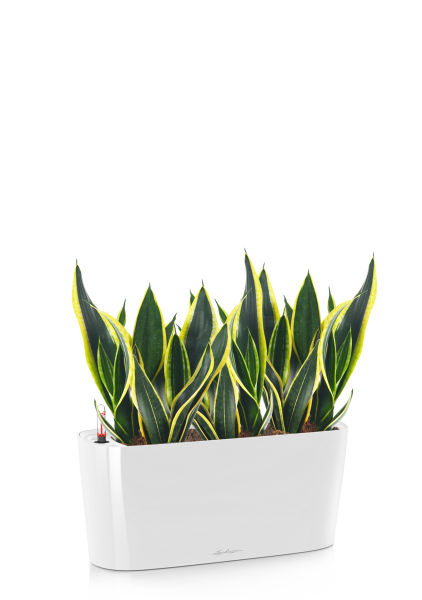 Сансевиерия Лауренти в DELTA 20