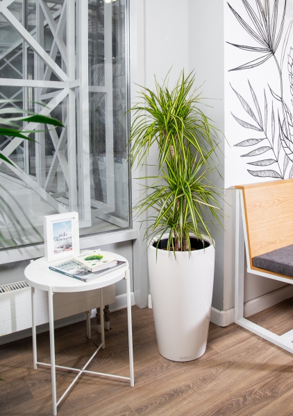 Драцена Маргината Санрей 3 ствола 21/110 см