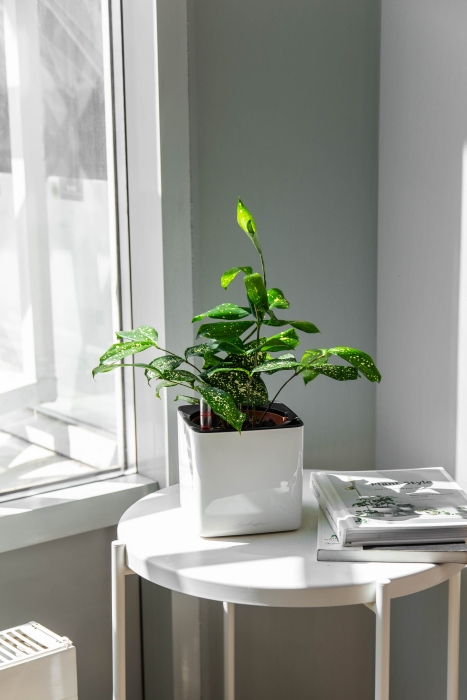 Драцена Суркулоза в CUBE Glossy 14