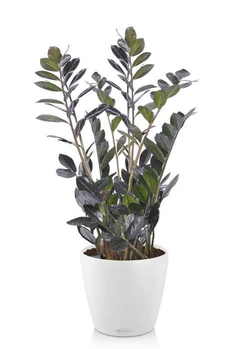 Замиокулькас Равен в CLASSICO COLOR 28, белый