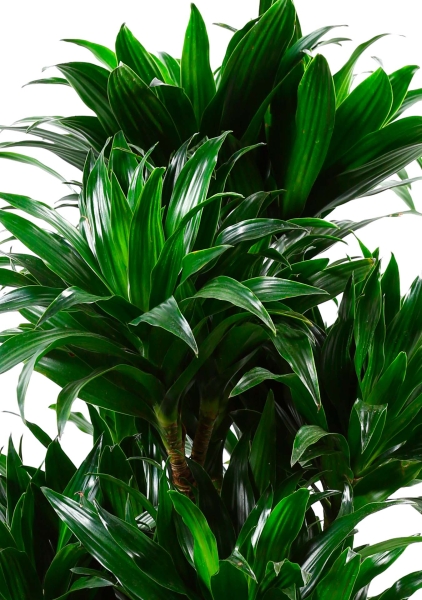 Драцена Компакта бранч 23/90 см