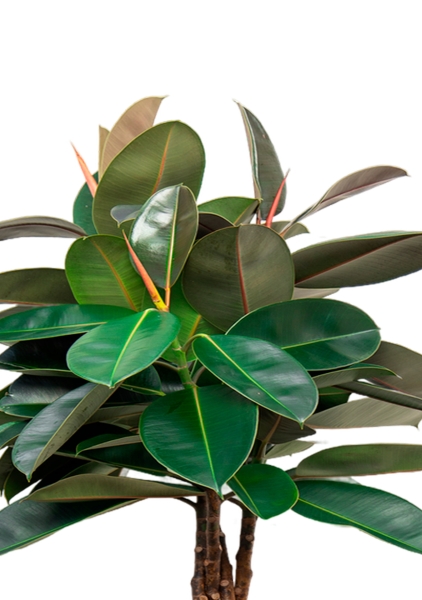 Фикус Эластика Бургунди переплетенный 27/160 см в RONDO 40