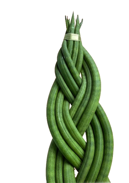 Сансевиерия Цилиндрика Косичка CUBE 14