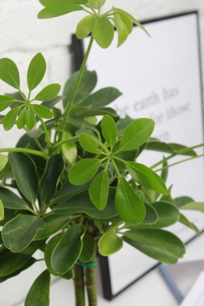 Шеффлера на стволе 14/45 см в CUBE COLOR 16