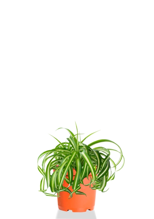 Хлорофитум Бонни 12/25 см