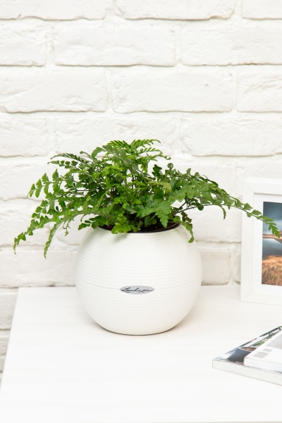 Папоротник Парвати в PURO 20 Папоротник Парвати в PURO 20