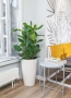 Фикус Бенгальский 3 ствола 27/90 см в CUBICO COLOR 30