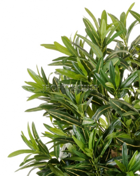 Кротон Голдфингер