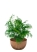 Хамедорея Элеганс 20/100 см в миске LAMELA MIRA ECO RECYCLED 240