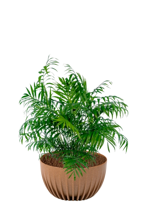 Хамедорея Элеганс 20/100 см в миске MIRA ECO RECYCLED 240