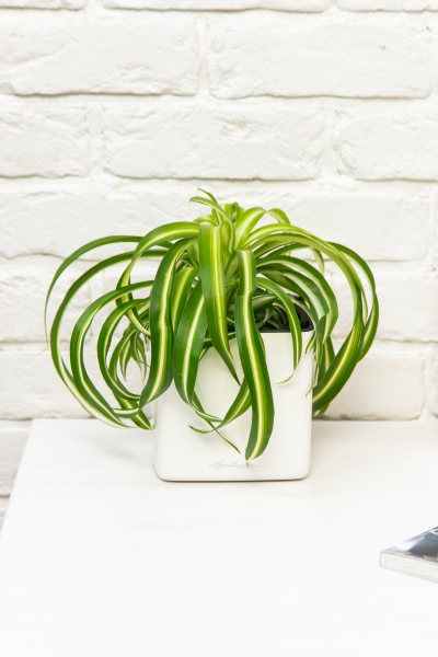 Хлорофитум Бонни 12/25 см в CUBE GLOSSY 14