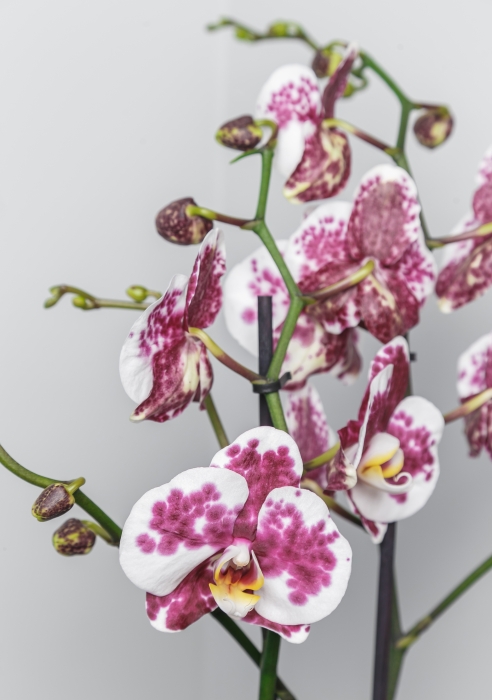 Орхидея Фаленопсис белая пятнистая 12/60 см