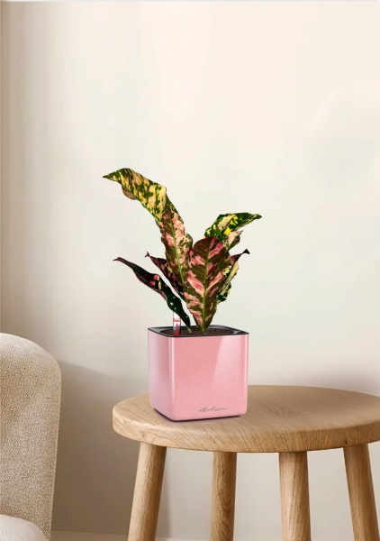 Кодиеум 8/20 см в CUBE GLOSSY KISS 14