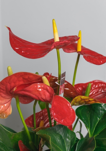 Антуриум Андрианум красный 17/60 см