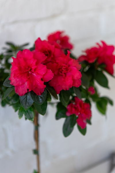 Азалия Фландрес штамб микс 13/40 см Азалия Фландрес штамб микс 13/40 см