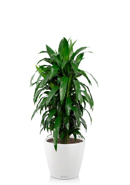 Драцена Джанет Крейг в CLASSICO COLOR 35 Драцена Джанет Крейг в CLASSICO COLOR 35