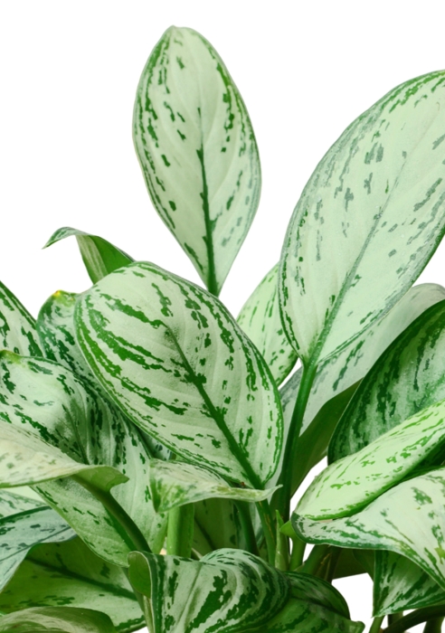 Аглаонема Мария Кристина в CUBE COLOR 14