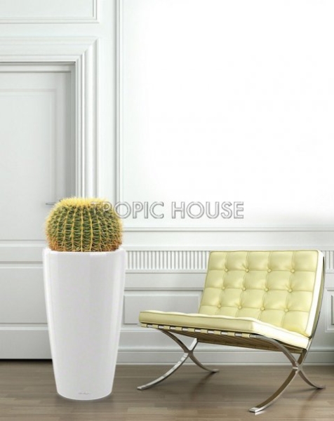 Кактус Грузони в RONDO 40 Кактус Грузони в RONDO 40